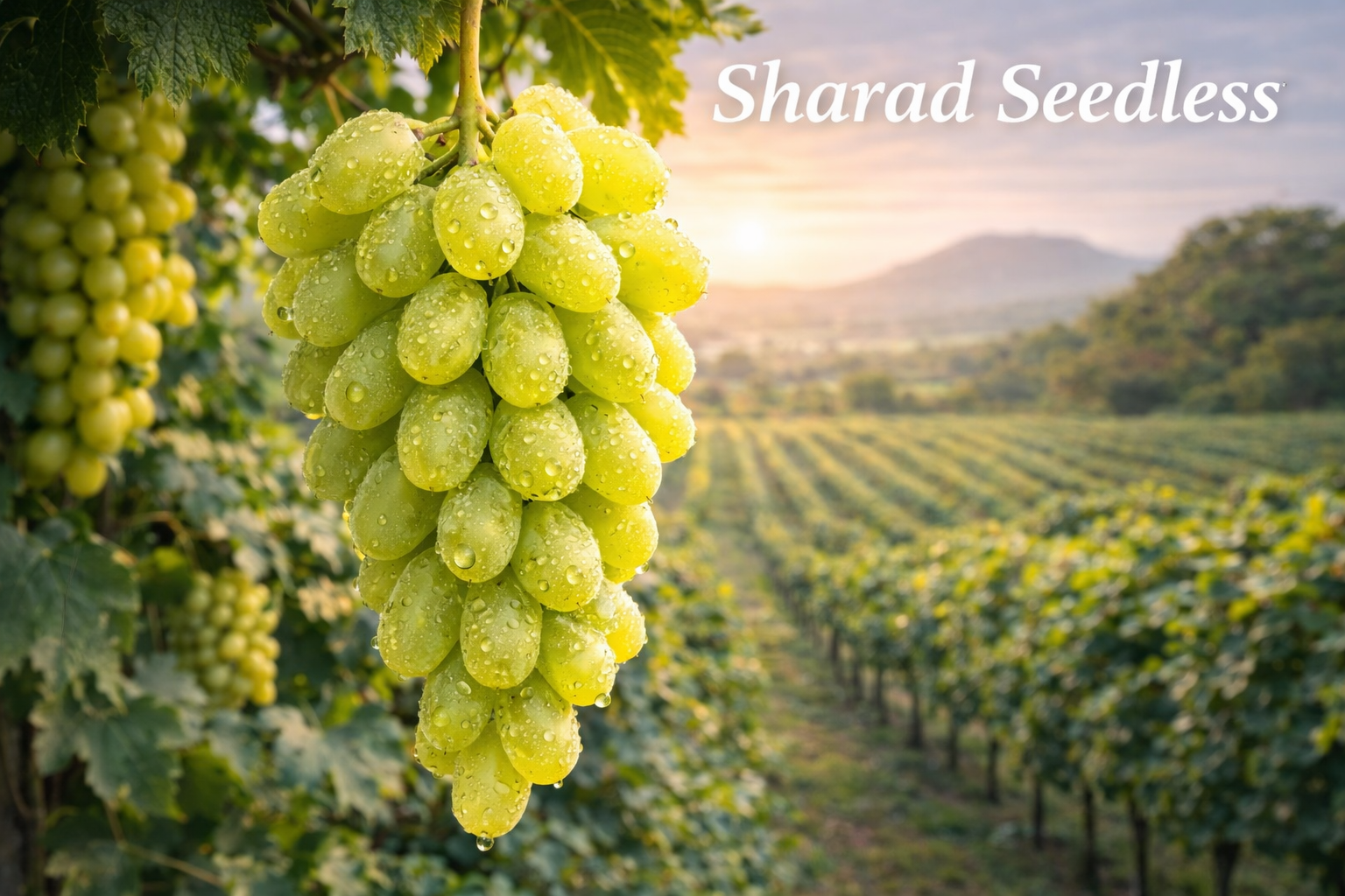 86575310 eeed 485f 9311 3bfc5717ec74